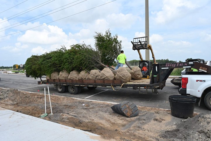 Tree installation with equipment on a new street