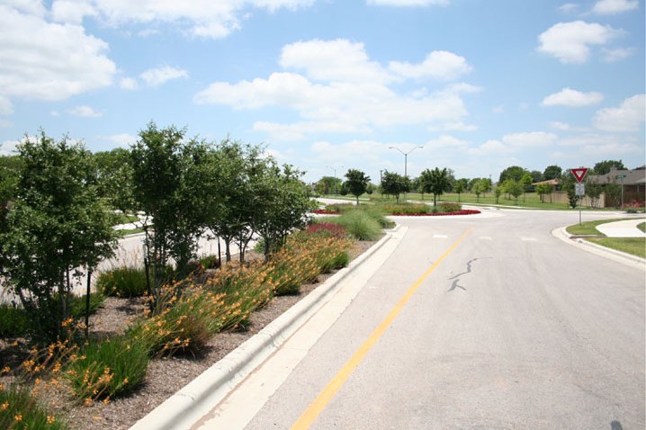 Newly planted street trees along curb