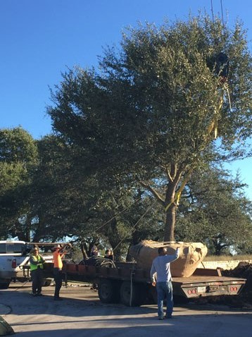 Street tree installation with crew
